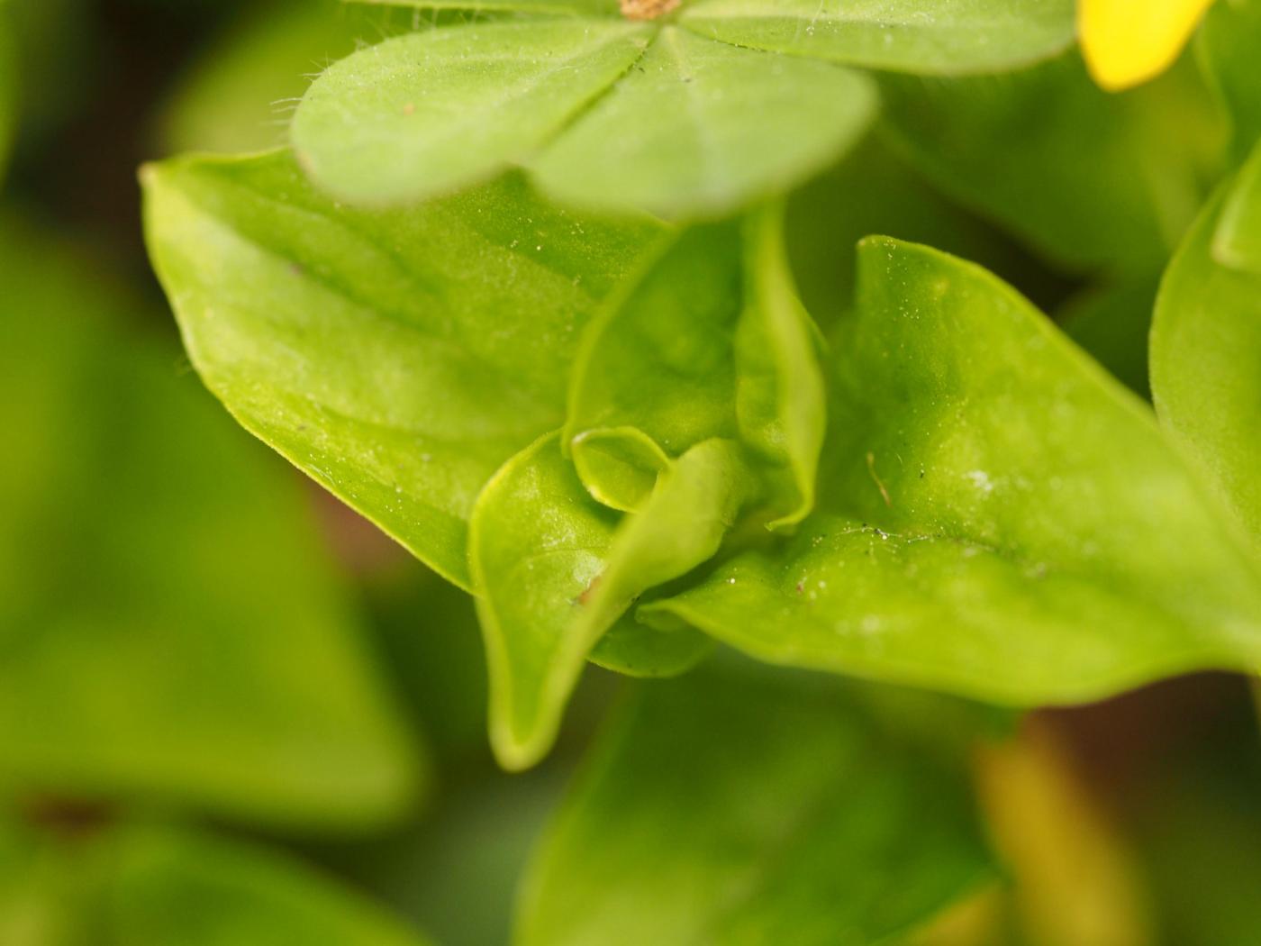 Pimpernel, Yellow leaf
